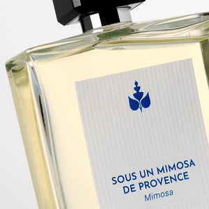 Sous un mimosa de Provence Reminiscence